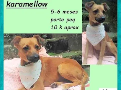 Cachorro raça SRD-ViraLata idade 2 a 6 meses nome Karamellow