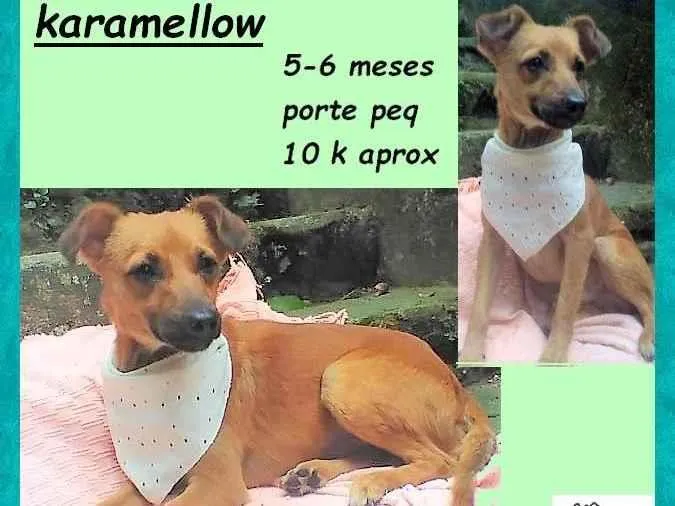 Cachorro ra a SRD-ViraLata idade 2 a 6 meses nome Karamellow