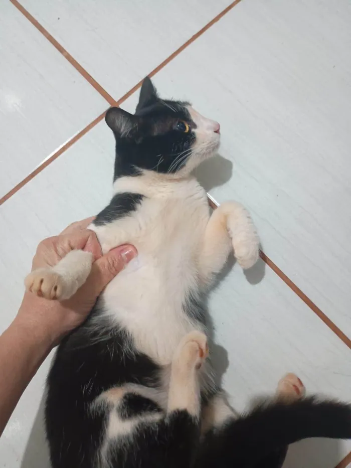 Gato ra a SRD-ViraLata idade 2 a 6 meses nome Tom