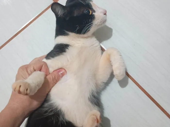Gato ra a SRD-ViraLata idade 2 a 6 meses nome Tom
