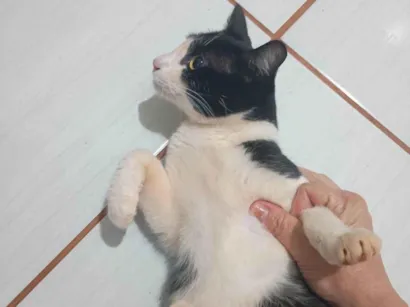 Gato raça SRD-ViraLata idade 2 a 6 meses nome Tom