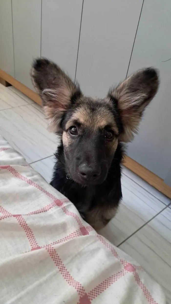 Cachorro ra a SRD-ViraLata idade 2 a 6 meses nome Naiper 