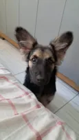 Naiper