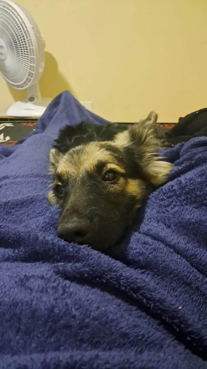 Cachorro ra a SRD-ViraLata idade 2 a 6 meses nome Naiper 