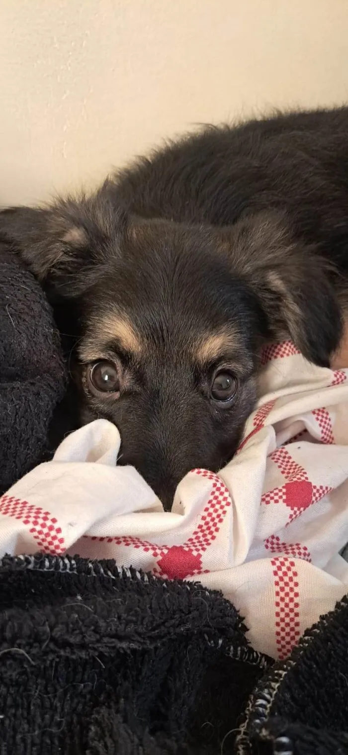 Cachorro ra a SRD-ViraLata idade 2 a 6 meses nome Naiper 