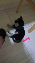 Naiper