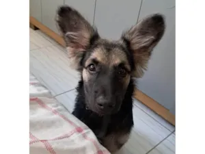 Cachorro raça SRD-ViraLata idade 2 a 6 meses nome Naiper 
