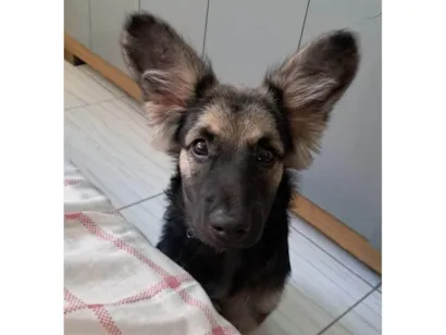 Cachorro raça SRD-ViraLata idade 2 a 6 meses nome Naiper 