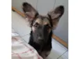 Naiper