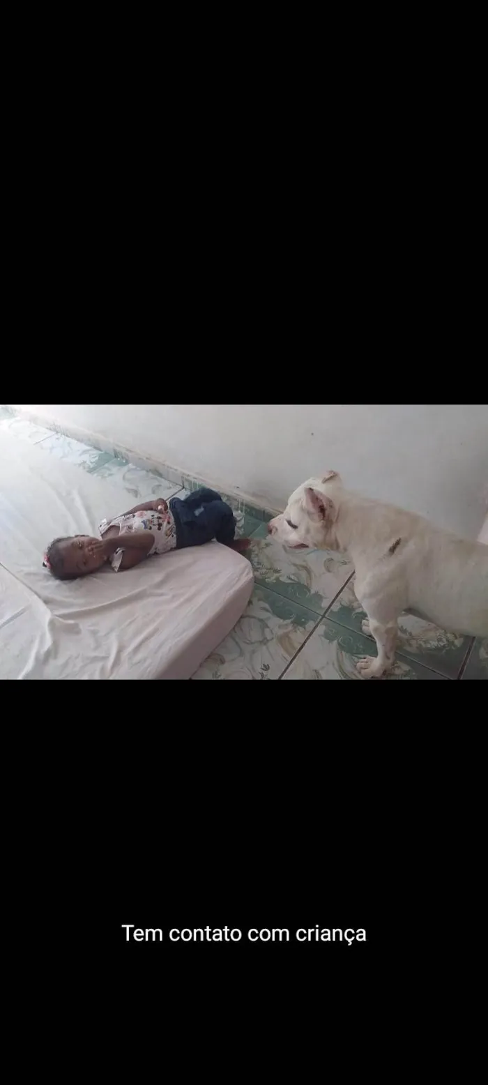 Cachorro ra a Pit-Bull idade 5 anos nome Zeus