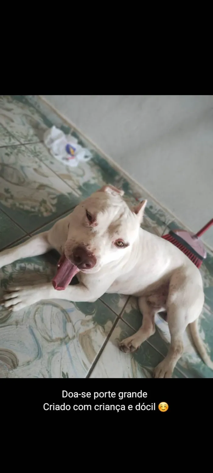 Cachorro ra a Pit-Bull idade 5 anos nome Zeus