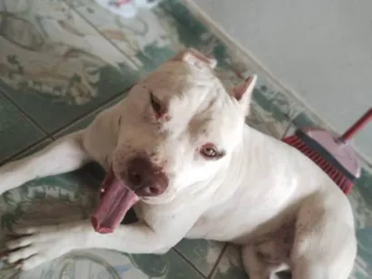 Cachorro raça Pit-Bull idade 5 anos nome Zeus