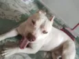Zeus