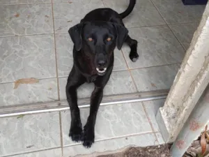 Cachorro raça SRD-ViraLata idade 4 anos nome Paçoca