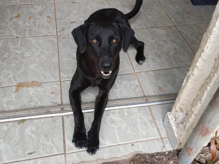Cachorro ra a SRD-ViraLata idade 4 anos nome Paçoca