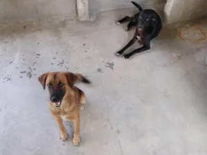 Cachorro raça SRD-ViraLata idade 1 ano nome Thor e tiquinho