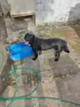 Loki