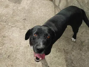 Cachorro raça SRD-ViraLata idade 3 anos nome Botinha