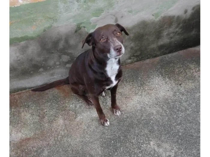Cachorro ra a SRD-ViraLata idade 5 anos nome Cacau