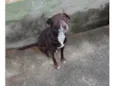 Cacau