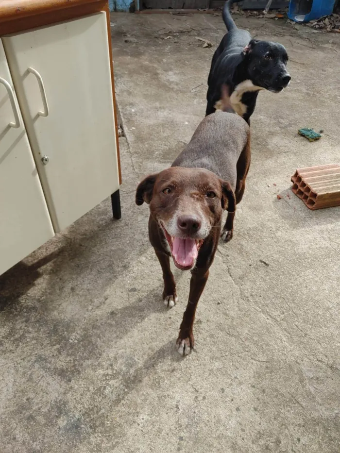 Cachorro ra a SRD-ViraLata idade 5 anos nome Cacau