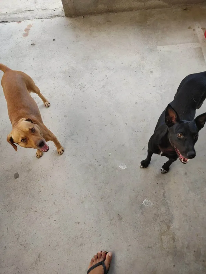 Cachorro ra a SRD-ViraLata idade 3 anos nome alfa e pretinha