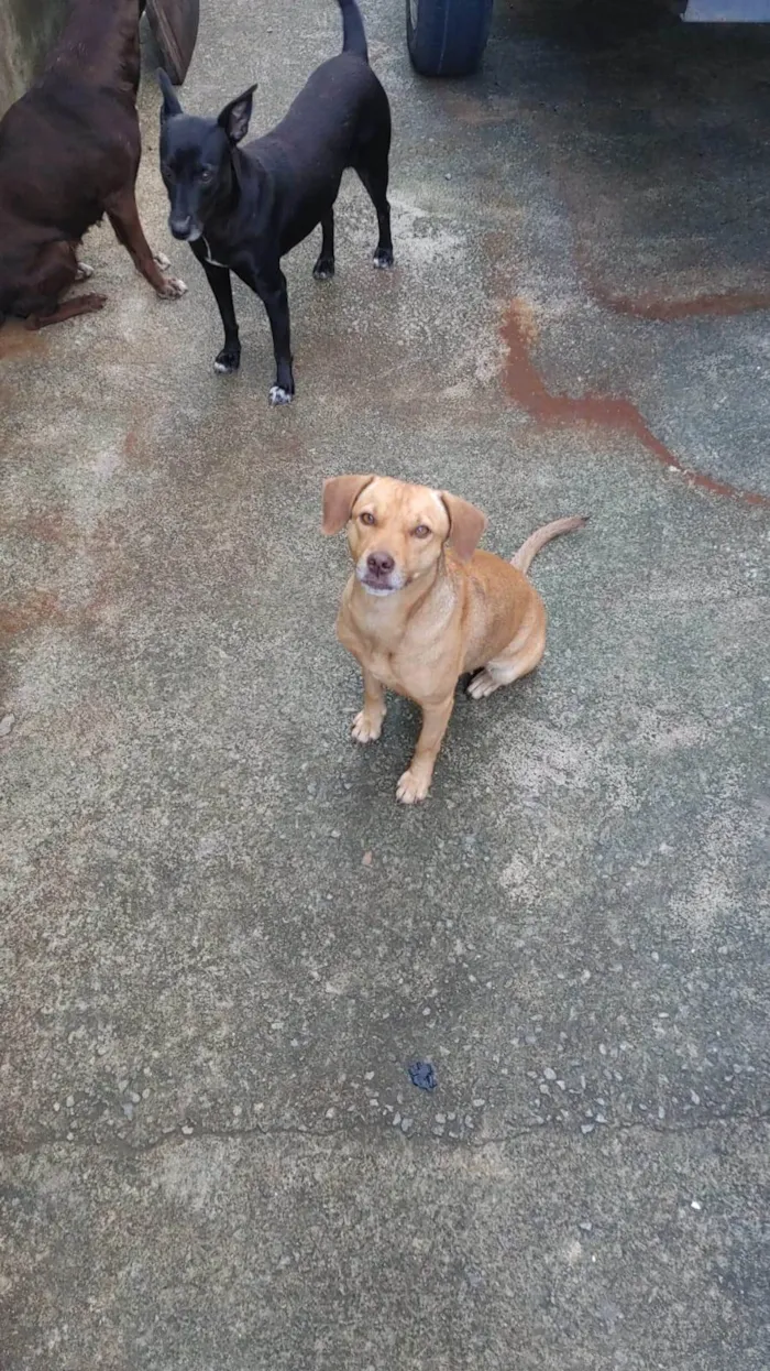 Cachorro ra a SRD-ViraLata idade 3 anos nome alfa e pretinha