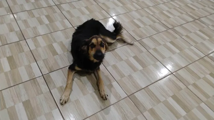 Cachorro ra a SRD-ViraLata idade 1 ano nome NESCAU