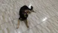 NESCAU