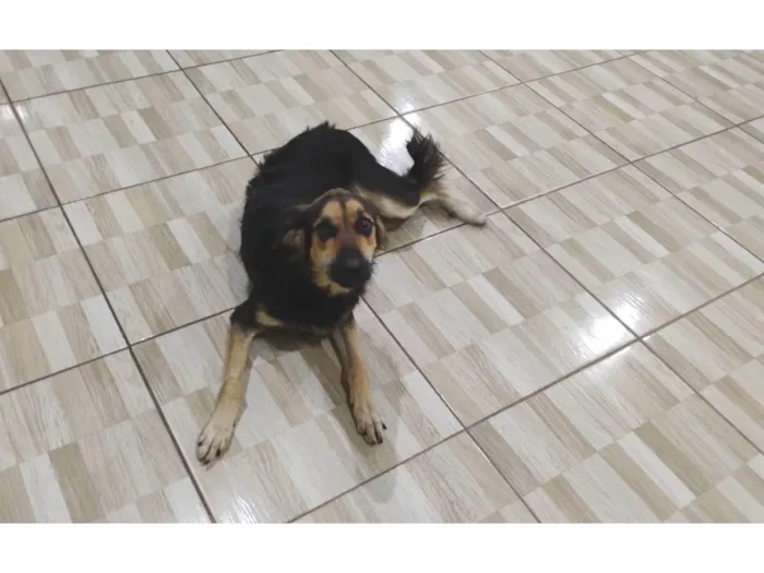 Cachorro ra a SRD-ViraLata idade 1 ano nome NESCAU