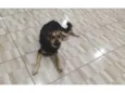 NESCAU