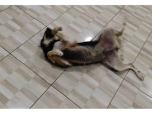 Cachorro raça SRD-ViraLata idade 1 ano nome NESCAU