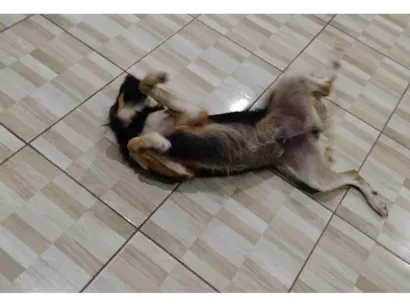 Cachorro raça SRD-ViraLata idade 1 ano nome NESCAU