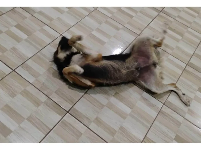 Cachorro ra a SRD-ViraLata idade 1 ano nome NESCAU