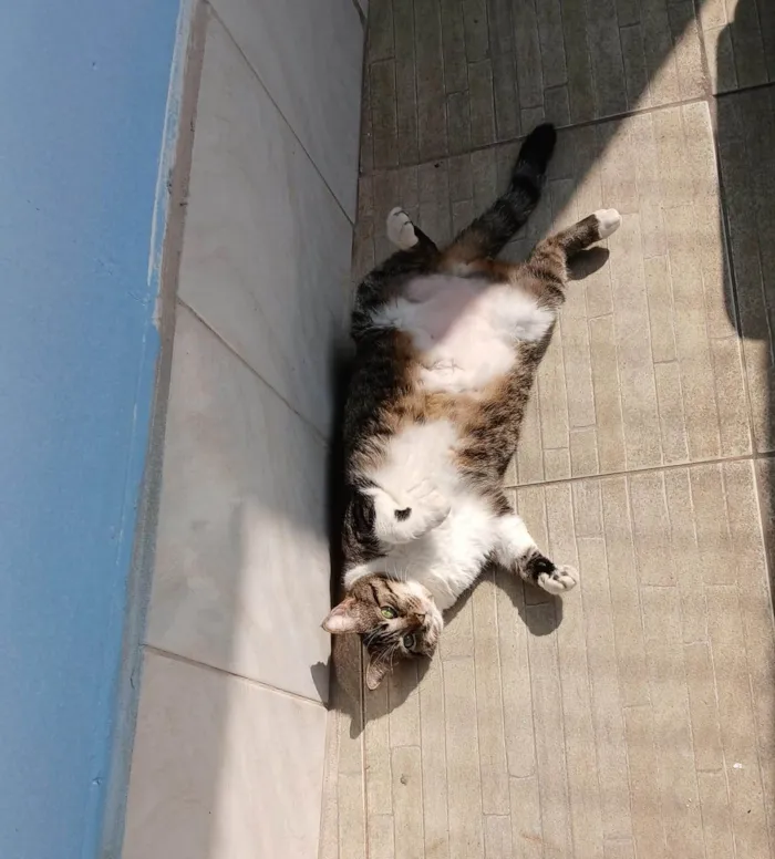 Gato ra a SRD-ViraLata idade 1 ano nome Gaia