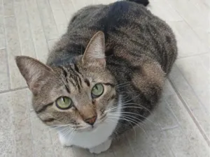 Gato raça SRD-ViraLata idade 1 ano nome Gaia