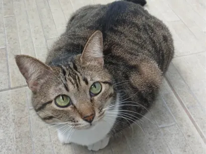 Gato raça SRD-ViraLata idade 1 ano nome Gaia