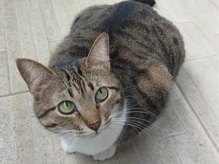 Gato ra a SRD-ViraLata idade 1 ano nome Gaia