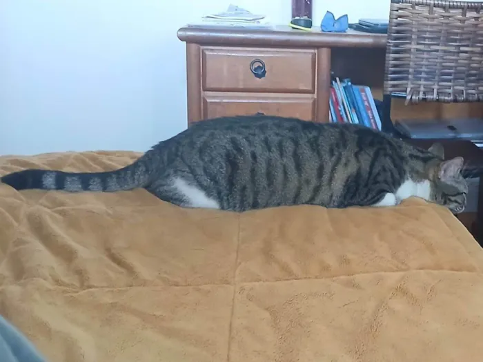 Gato ra a SRD-ViraLata idade 1 ano nome Gaia