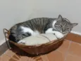 Gaia