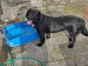 Cachorro raça SRD-ViraLata idade 3 anos nome Loki