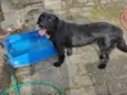 Loki