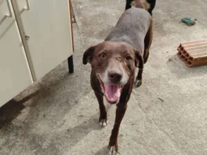 Cachorro raça SRD-ViraLata idade 5 anos nome Cacau