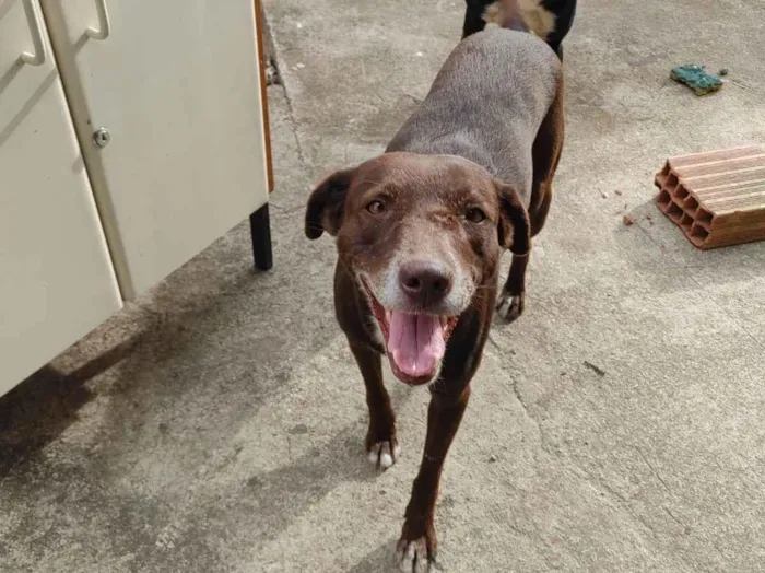 Cachorro ra a SRD-ViraLata idade 5 anos nome Cacau