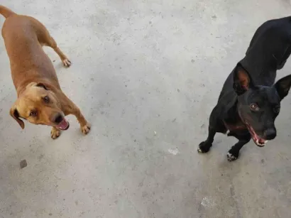 Cachorro raça SRD-ViraLata idade 3 anos nome alfa e pretinha