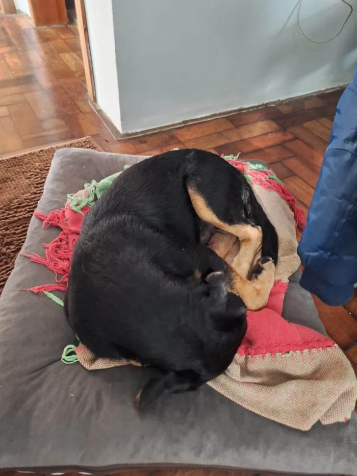Cachorro ra a SRD-ViraLata idade 2 anos nome Sem nome