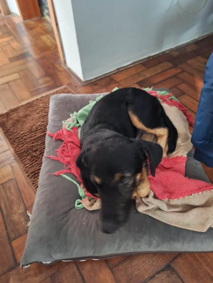 Cachorro ra a SRD-ViraLata idade 2 anos nome Sem nome