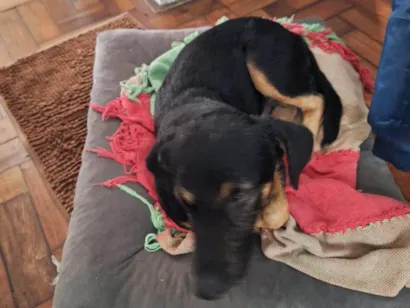 Cachorro raça SRD-ViraLata idade 2 anos nome Sem nome