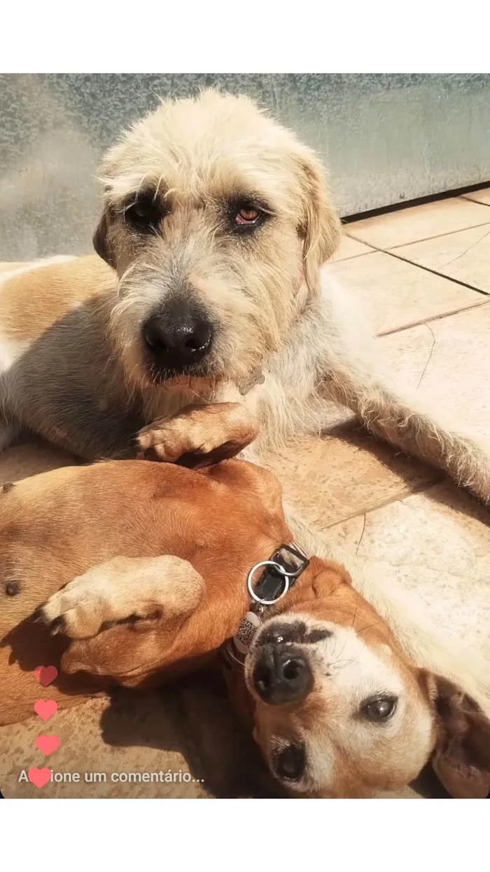 Cachorro ra a Basset-Cofap idade 6 ou mais anos nome Flor