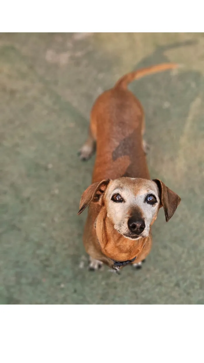 Cachorro ra a Basset-Cofap idade 6 ou mais anos nome Flor